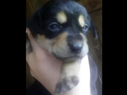 Cachorro raça Labrador com outra raça idade  nome São varios