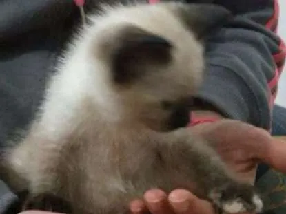 Gato ra a Srd idade 2 a 6 meses nome Não tem