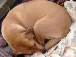 Cachorro raça SRD idade 1 ano nome Sem nome