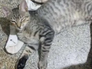 Gato raça Vira lata idade 2 a 6 meses nome Apolo