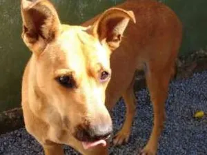 Cachorro raça SRD idade 1 ano nome Nina