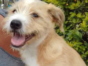 Cachorro raça SRD idade 2 a 6 meses nome Ted Ruivo