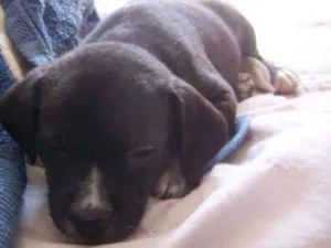 Cachorro raça srd idade 2 a 6 meses nome PRETINHO