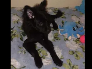 Cachorro raça SRD idade 2 a 6 meses nome Téo
