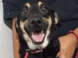 Cachorro raça SRD idade 3 anos nome Flor