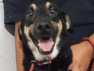 Cachorro ra a SRD idade 3 anos nome Flor