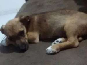 Cachorro raça Mestiça idade 2 a 6 meses nome Meg