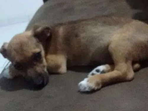 Cachorro ra a Mestiça idade 2 a 6 meses nome Meg