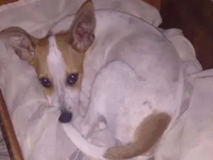 Cachorro raça Vira Lata idade 2 a 6 meses nome Princesa