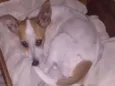 Princesa