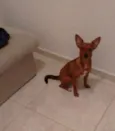 Lola