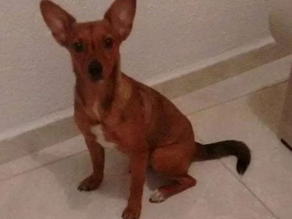 Cachorro ra a Não definida idade 7 a 11 meses nome Lola