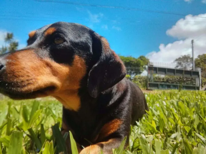Cachorro ra a Mistura de Dachshund  idade 4 anos nome Mila