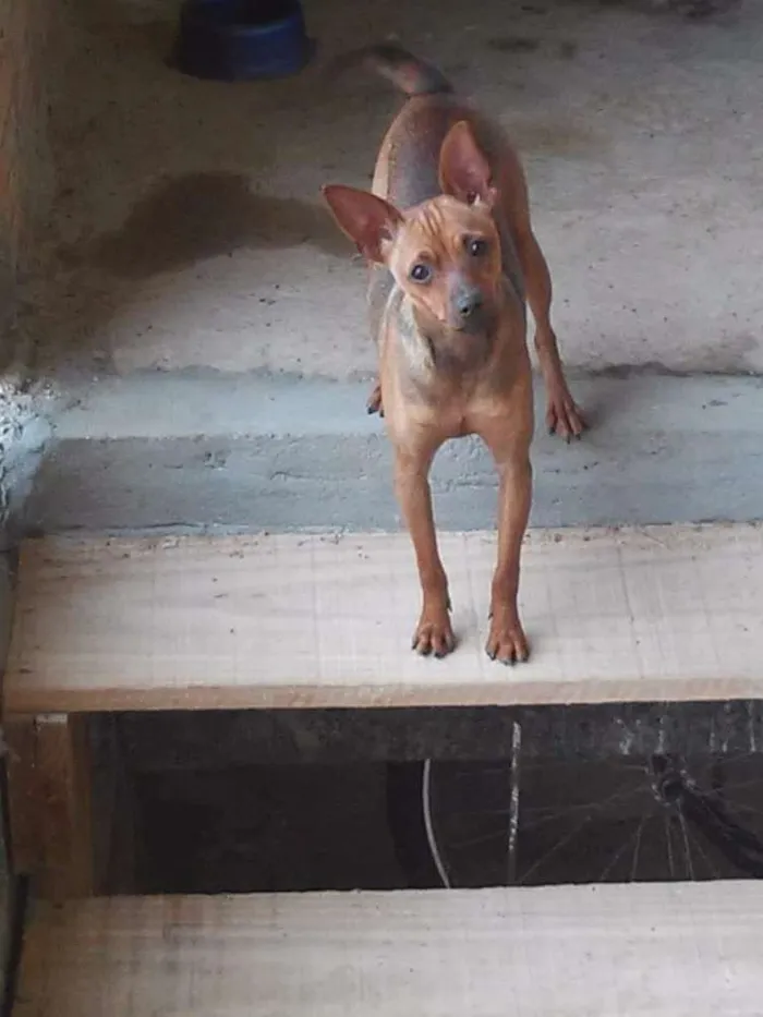 Cachorro raça Pincher  idade 7 a 11 meses nome Kyara