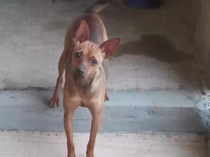Cachorro raça Pincher  idade 7 a 11 meses nome Kyara