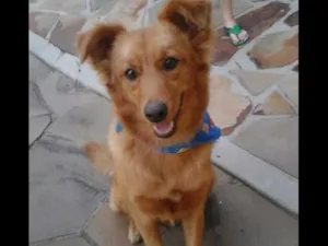 Cachorro raça Indefinido idade 1 ano nome MEL