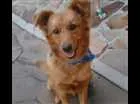 Cachorro raça Indefinido idade 1 ano nome MEL