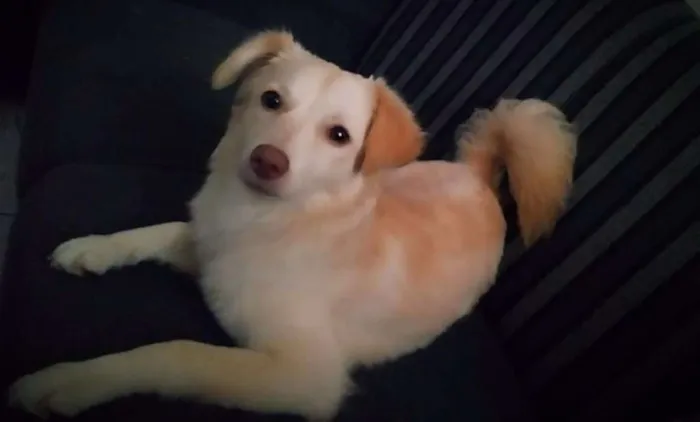 Cachorro ra a Vira-lata idade 1 ano nome Lily
