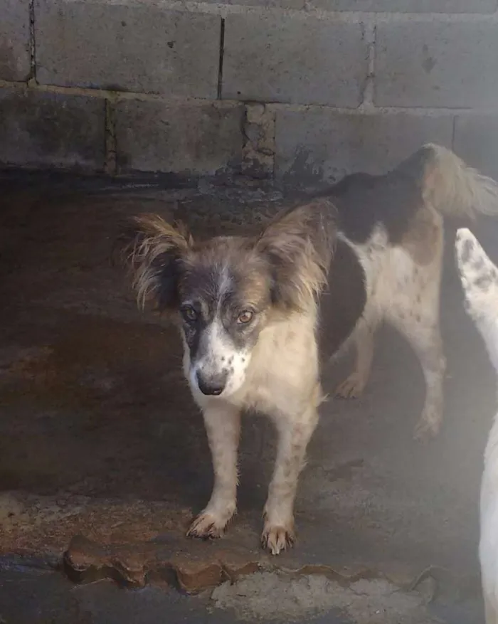 Cachorro ra a Vira latas idade 2 anos nome Mely
