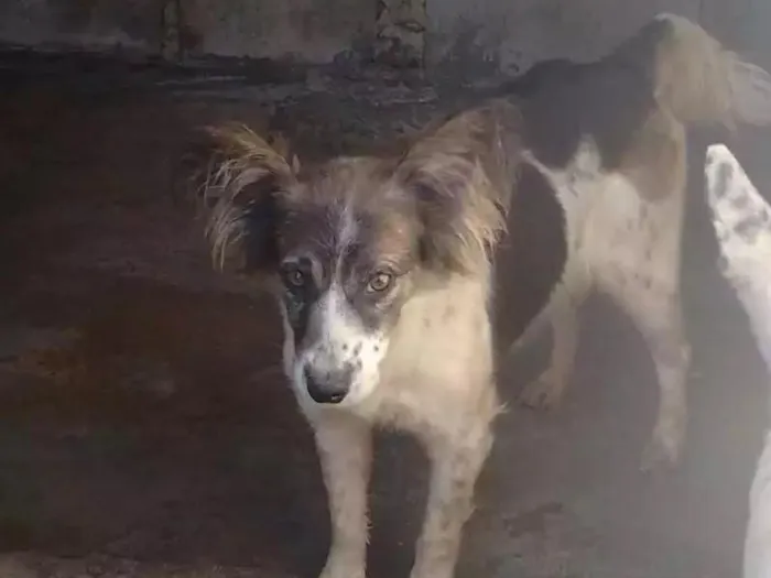 Cachorro ra a Vira latas idade 2 anos nome Mely