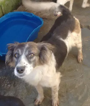 Cachorro raça Vira latas idade 2 anos nome Mely