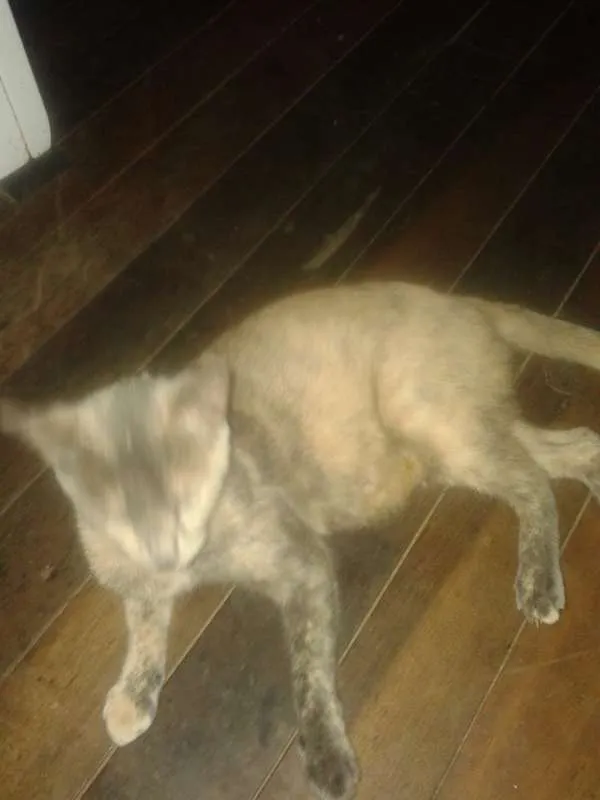 Gato ra a  idade 2 a 6 meses nome fofi