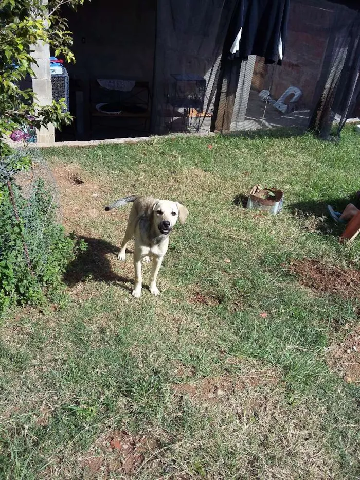 Cachorro ra a Srd idade 7 a 11 meses nome FLOR