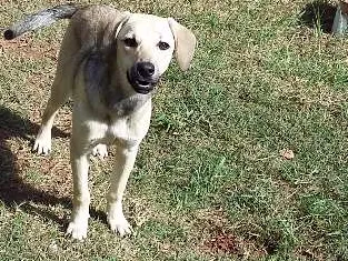 Cachorro ra a Srd idade 7 a 11 meses nome FLOR