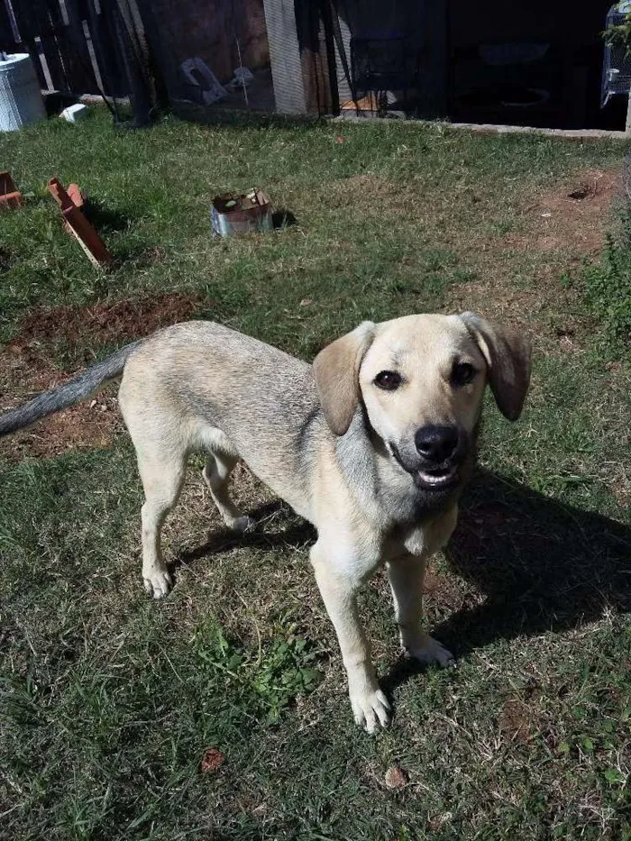 Cachorro ra a Srd idade 7 a 11 meses nome FLOR