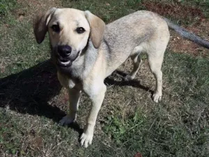 Cachorro raça Srd idade 7 a 11 meses nome FLOR