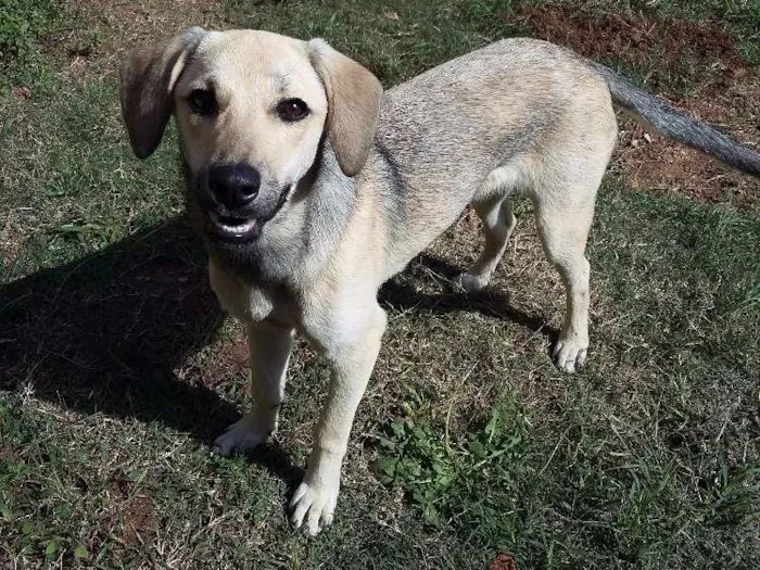 Cachorro ra a Srd idade 7 a 11 meses nome FLOR