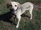 Cachorro raça Srd idade 7 a 11 meses nome FLOR