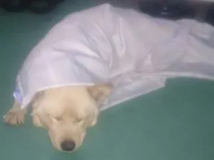 Cachorro raça Não identificada  idade 1 ano nome Sem nome 