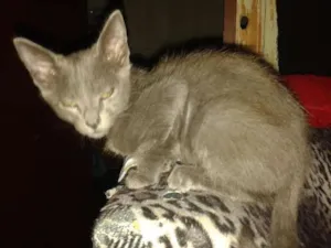 Gato raça  idade 2 a 6 meses nome fofi