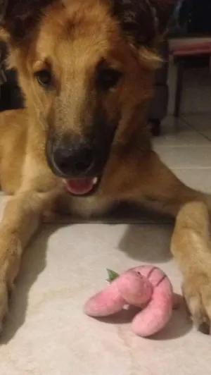 Cachorro raça Mistura golden, pastor, SRD idade 2 a 6 meses nome Nestor