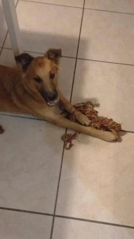 Cachorro ra a Mistura golden, pastor, SRD idade 2 a 6 meses nome Nestor