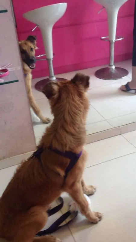 Cachorro ra a Mistura golden, pastor, SRD idade 2 a 6 meses nome Nestor