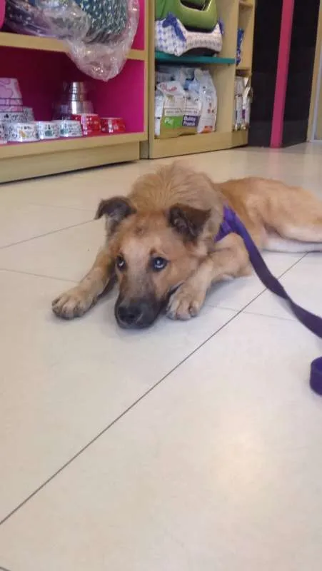 Cachorro ra a Mistura golden, pastor, SRD idade 2 a 6 meses nome Nestor