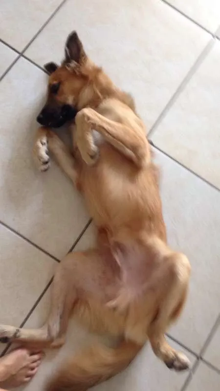 Cachorro ra a Mistura golden, pastor, SRD idade 2 a 6 meses nome Nestor