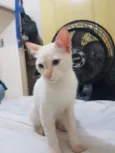 PRÍNCIPE