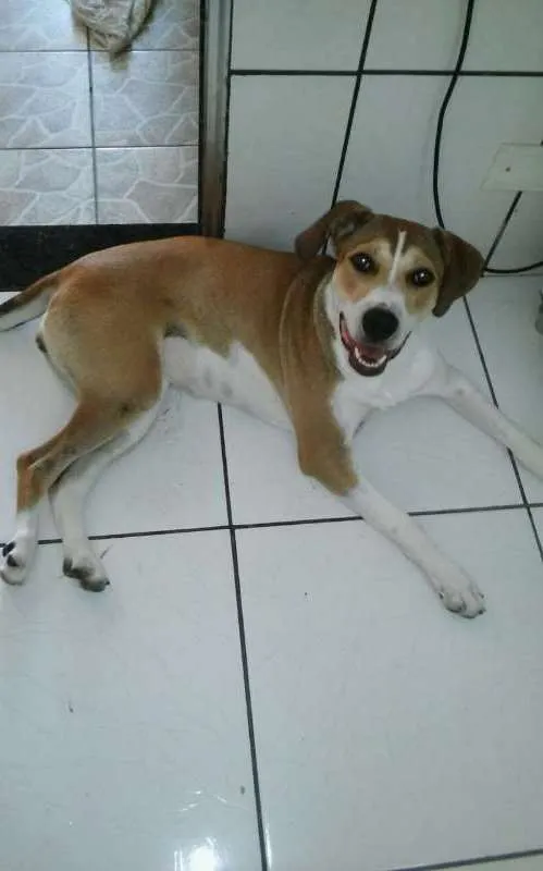 Cachorro ra a  idade 1 ano nome AMORA