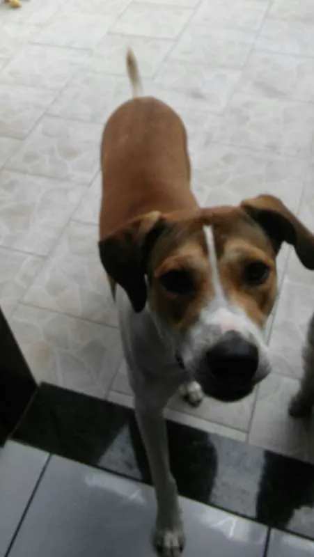 Cachorro ra a  idade 1 ano nome AMORA