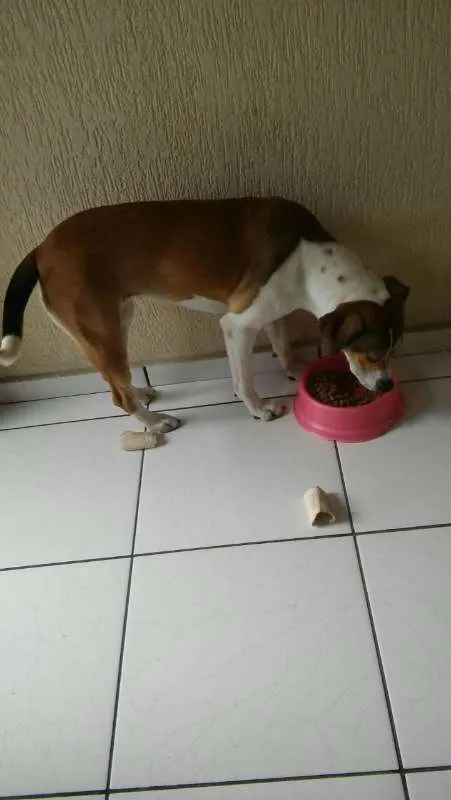 Cachorro ra a  idade 1 ano nome AMORA