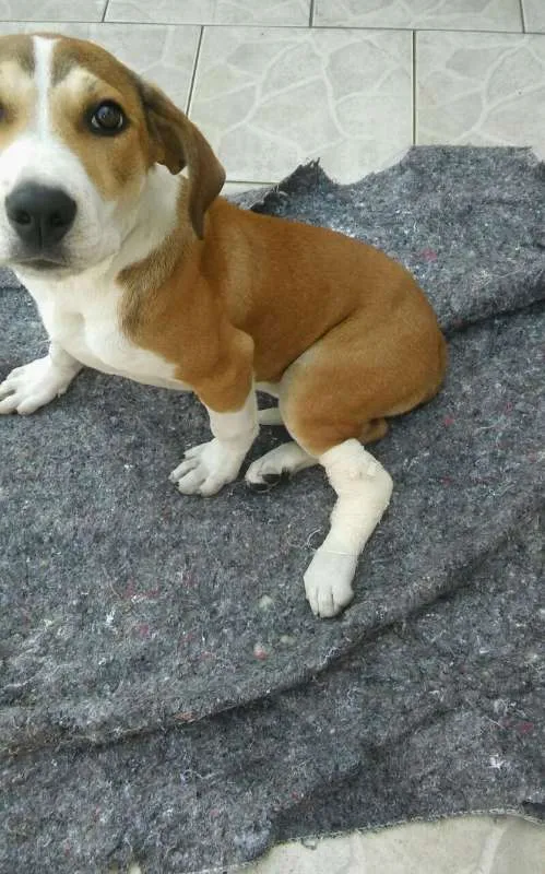 Cachorro ra a  idade 1 ano nome AMORA