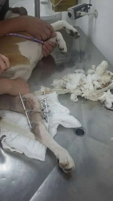 Cachorro ra a  idade 1 ano nome AMORA