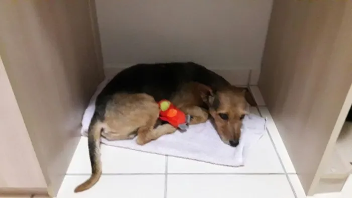Cachorro raça VIRA LATA idade 2 anos nome ED