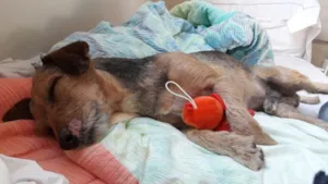 Cachorro raça VIRA LATA idade 2 anos nome ED