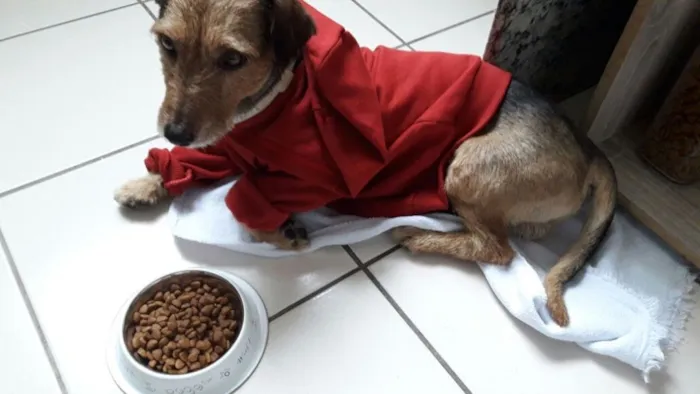 Cachorro raça VIRA LATA idade 2 anos nome ED