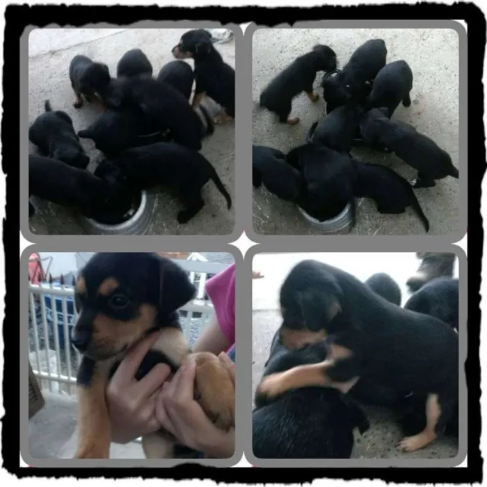 Cachorro ra a labrador mestiço idade Abaixo de 2 meses nome filhotes
