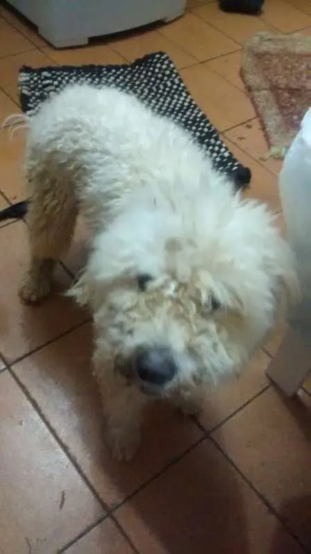 Cachorro ra a indefinida idade 1 ano nome "sujeirinha" não sab
